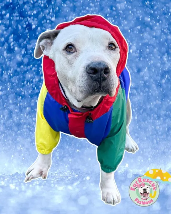 Multicolored Rain Jacket - Cape - Vest